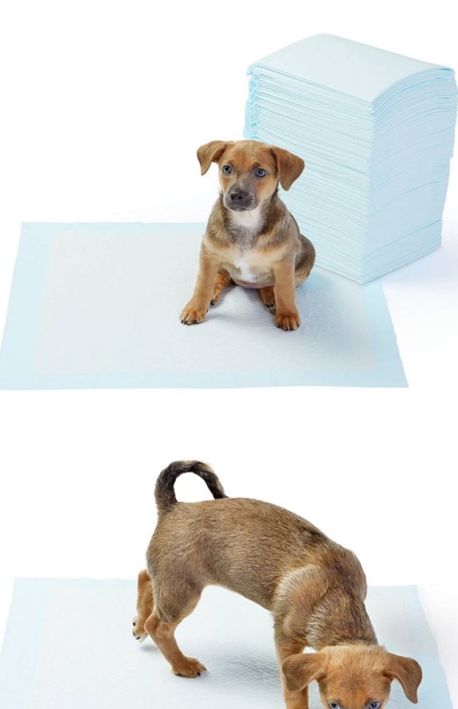 Chó tã tã vật nuôi chó tã dày mèo và chó nước tiểu pad thấm vải chó tã chó - Cat / Dog Beauty & Cleaning Supplies 	lược chải lông cho mèo lông ngắn