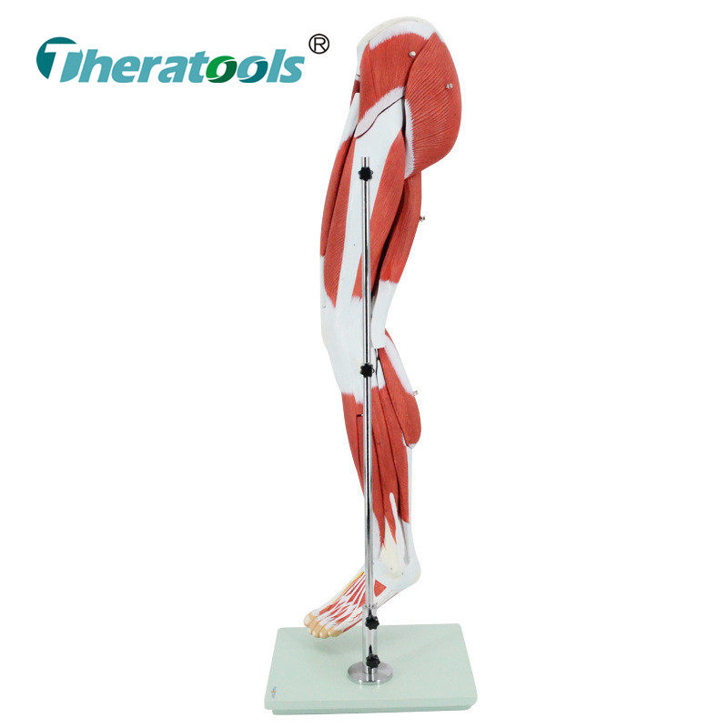 Leg muscle model gluteus maximus lower limb neurovascular human muscle calf foot teaching supplies