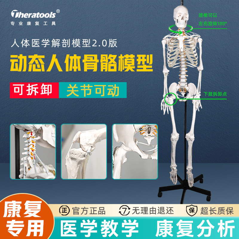 theratools人体全关节动态骨骼模型180cm康复医院用功能展示骨架
