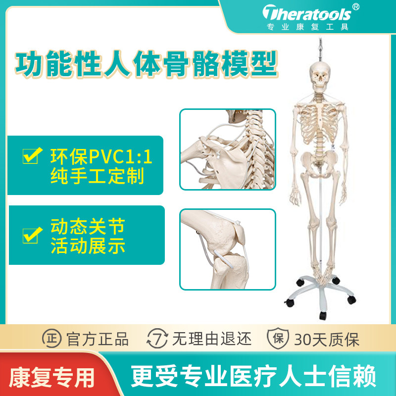 theratools human full joint dynamic bone model 180cm rehabilitation hospital with functional display skeleton