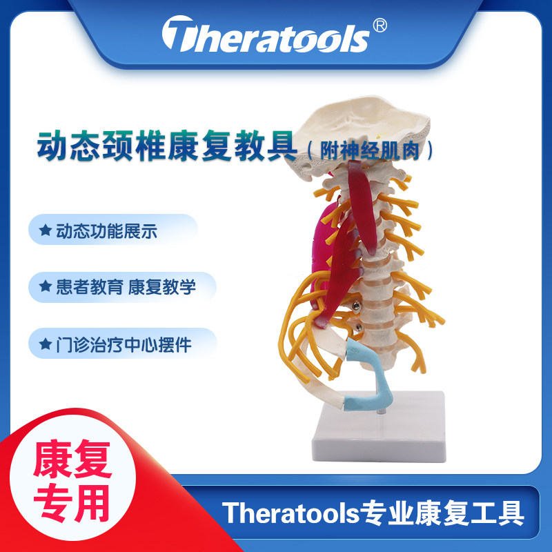Dynamic cervical muscle neuroskeletal model for the Motivation of Professional Medical Human Simulation Teaching Function Teaching Tool Rehabilitation