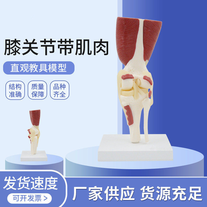 Knee belt muscle model human knee movement system before and after cross ligament rehabilitation teaching orthopedic aid