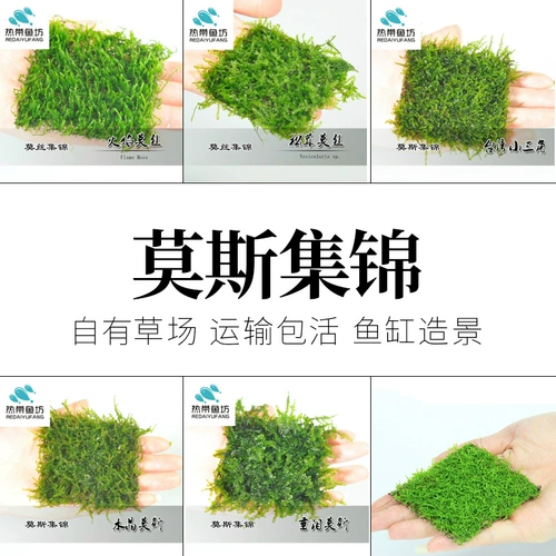 Рождественский аквариум с кораллом и пламенем, кристальный мох, Момо, мох, пост Момо, треугольник S, сумка для воды Mei Feng