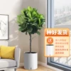 Товары от 半城花香旗舰店