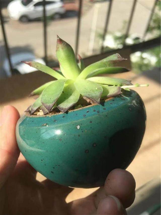典型的水多缺光 多肉葉子不下翻纔怪 淘寶海外