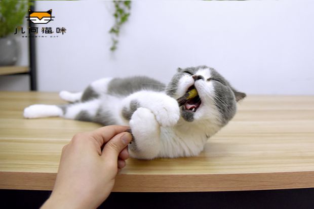 Mèo mol mol mèo bạc hà mèo ăn vặt thú cưng ăn nhẹ gỗ bọ cạp que mèo mol mol + sạch răng 4 gậy royal canin mèo