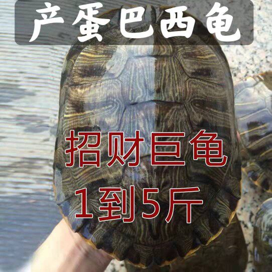 🐢龟龟大龟特大巴西龟下蛋乌龟活物宠物招财龟镇宅长寿彩龟水龟外塘，你家的风水宝！🌟-龟/鳖-淘宝好物网