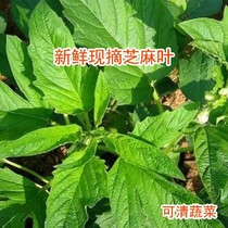 Henan farmers pick fresh sesame leaves keep them fresh in season and deliver sesame leaves young leaves fresh in stock