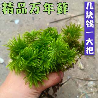 Perennial moss aquatic plant living plant fish tank aquatic plant landscaping