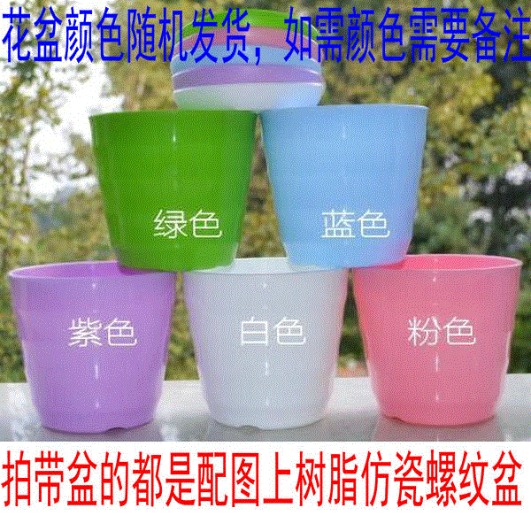 属猪植物：绿植 室内 盆栽 碰碰香怎么养一抹香四季常青花苗