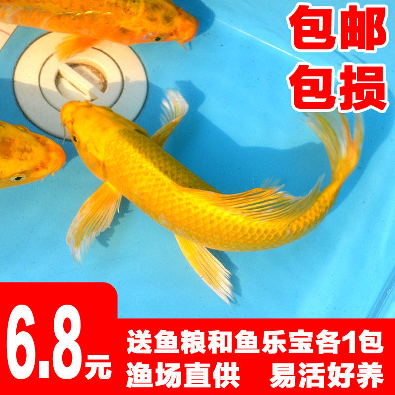 Golden Dragon Phoenix carp Ornamental Fish Living Gold Fish Freshwater Fish Fry Pure Species Great Brocade Carp Red Grass Carp