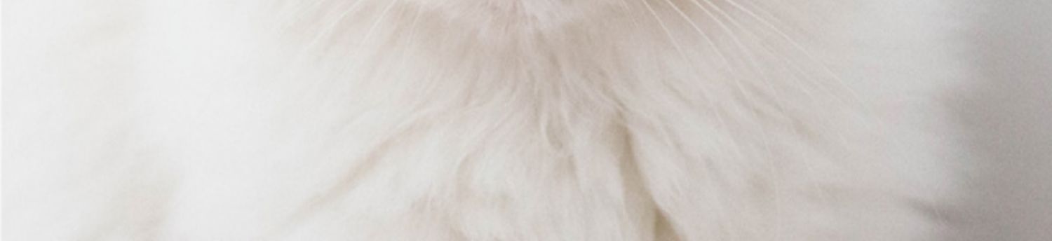 Damascus cat sữa bánh thức ăn cho mèo thức ăn cho mèo thức ăn toàn thịt thú cưng mèo xanh jiafeibosi thức ăn cho mèo 1,5kg - Cat Staples thức ăn cho mèo mẹ mới đẻ