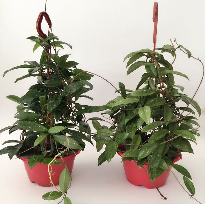 球兰花苗 室内爬藤吊兰盆栽花卉 绿叶花心球兰大苗攀援植物