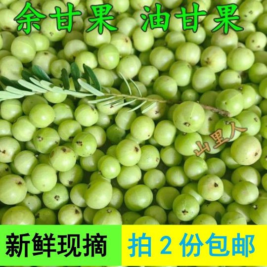 Alpine Turquois Green Oil Gano Fresh Now Olive Wild Gansweet Oil Gano Yu Gano Fresh And Juicy