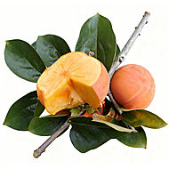 【签到+淘币】包邮正宗云南甜脆柿子3斤