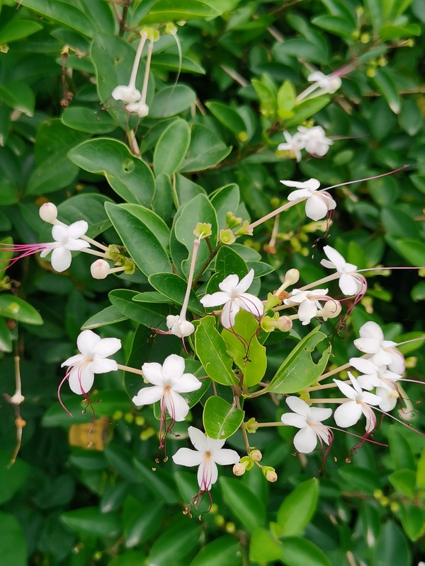 Kulang Tree Dehumidifying Herbal Medicine, Fake Jasmine, Hainanshan, Fresh Xushi, 500 Grams Kulang Tree Dehumidifying Herbal Medicine, Fake Jasmine, Hainanshan, Fresh Xushi, 500 Grams