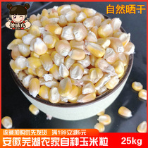 Farmhouse sundry corn grain whole grain fishing bait feeding chicken duck goose-letter pigeon bird feed 50 catty of fresh Anhui