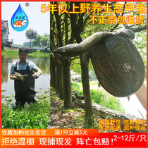 Waters hearty turtle Chinese turtle water group fish pure wild pond fresh living ecology to relax and flower old turtle 5 years 2-8 catty