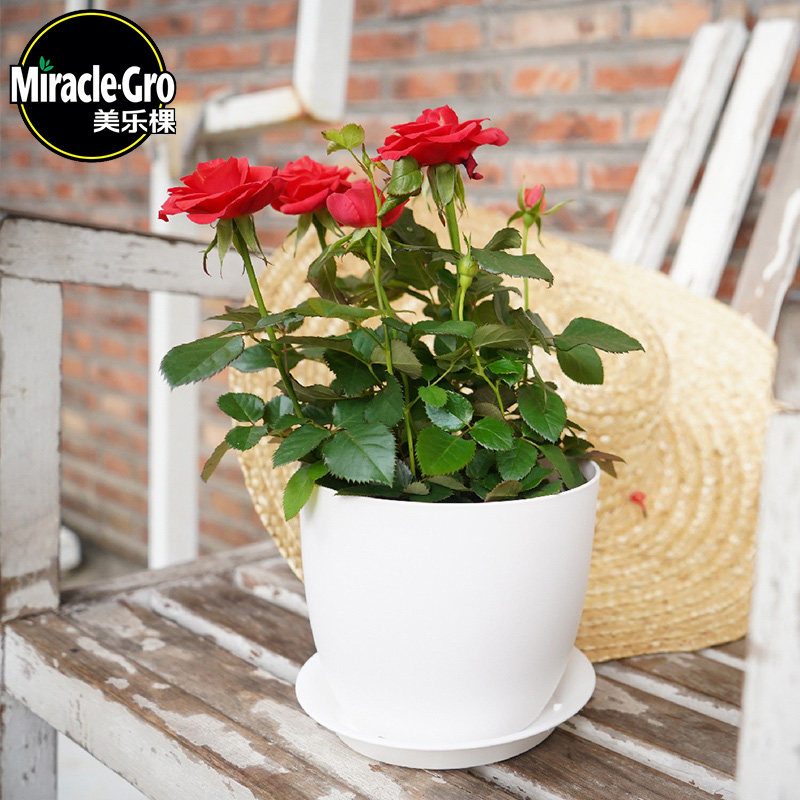 Beauty Letree Sloth round plastic multi-meaty gold Ge green plant indoor creative personality Medium flower pot nursery tray