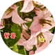 Ziyun 【три саженца】