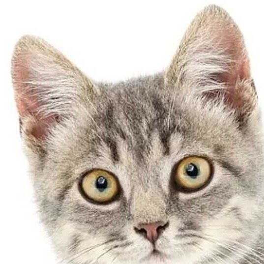 小枣猫头层真牛皮鞋工厂店