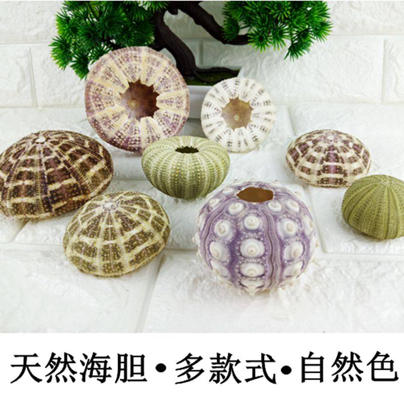 Natural Sea Urchin Shell Shell Conch Air Pineapple Succulent Potted Plant Decoration Ornament Gift