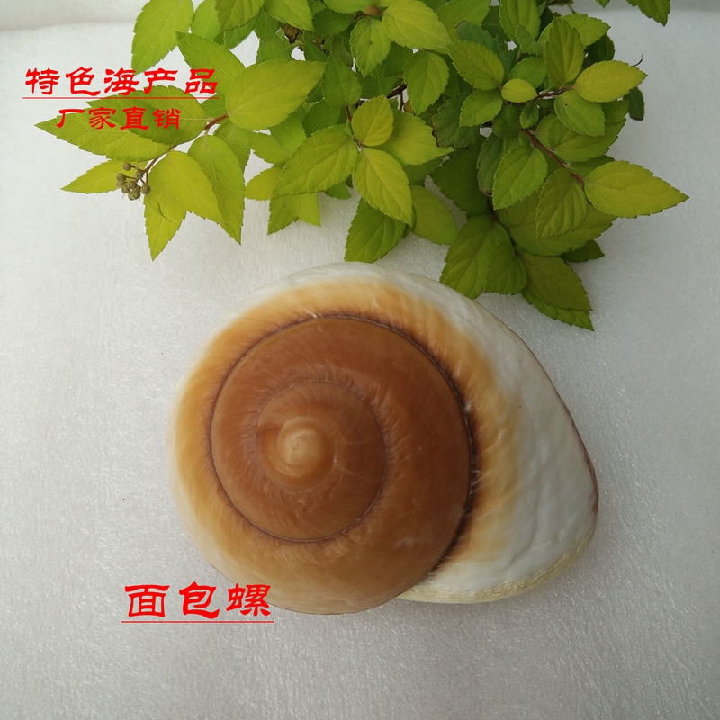 Natural Shell Sea Snail Bread Snail Fish Tank Rigging Aquarium Decoration Roll Bay Fish Sustena Crab Marine Bay Shell Class