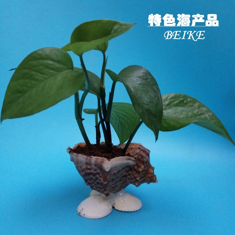 Natural shell sea snail potted multimeat potted home office decorated with view basin sea snail shells pelvis