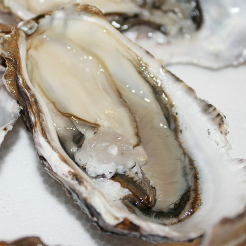 天海藏 乳山生蚝鲜活带壳牡蛎XL5斤