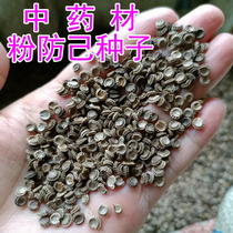 Chinese herbal medicine seedling powder Fangji seedlings Elecampane seeds seedlings gold thread hanging gourd Jiangxi Stephanotis genus Han Fangji seedlings