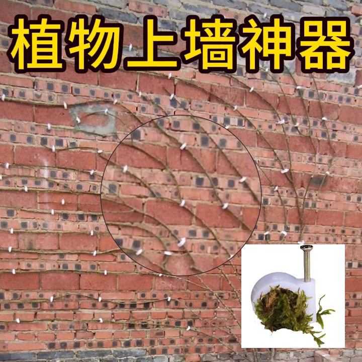 Outdoor Rough Wall Fastener for Climbing Plants, Rose Vines, and Flower Wall-Mounted Branches with Vine Traction Clips and Nails Outdoor Rough Wall Fastener for Climbing Plants, Rose Vines, and Flower Wall-Mounted Branches with Vine Traction Clips and Nails
