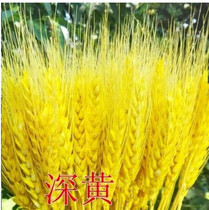 Natural ears of wheat Dried flower bouquet opening barley Pastoral decoration gift Photography props Dried flowers Real flowers wheat