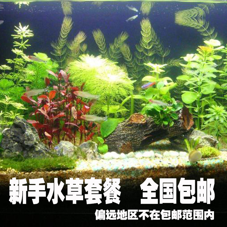 Fish tank water grass landscaping package novice water grass live freshwater plant water banyan green chrysanthemum water grass nationwide