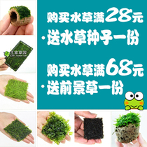 Water plant~Grass tank landscaping water plant~Triangle Moss water plant~Coral crystal Meifeng Matsutake moss~Pumice moss