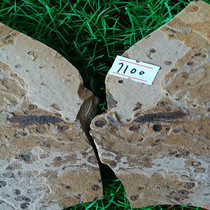 Late Jurassic insect fossil original stone specimen folio boutique