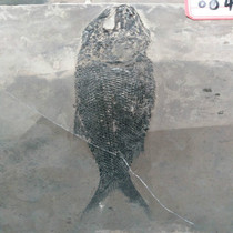 Scaly-toothed fish fossil strange stone stone ornaments Hard plate fish