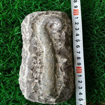 Hunan natural unprocessed horn angle petrochemical stone rough
