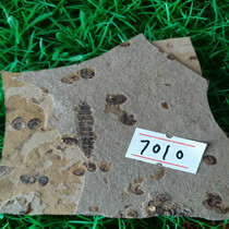 Late Jurassic insect fossil rough specimen