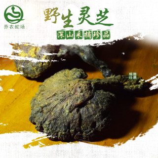 Farmers collect wild Ganoderma lucidum from the mountains