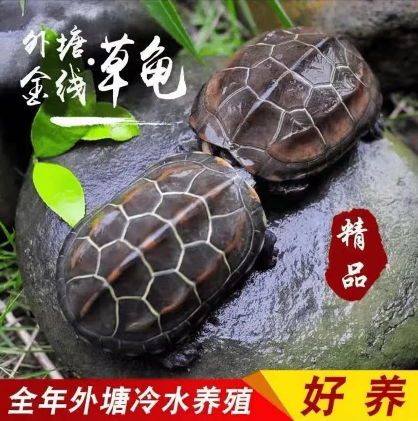 中华草龟活物包活外塘精品草龟：长寿龟观赏龟，墨龟金线龟宠物小乌龟，养龟新手必入！-龟-淘宝好物网