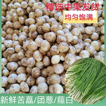 Sichuan fresh bitter onion small root garlic bitter onion bitter rice head and white origin straight hair with mud ready for wholesale