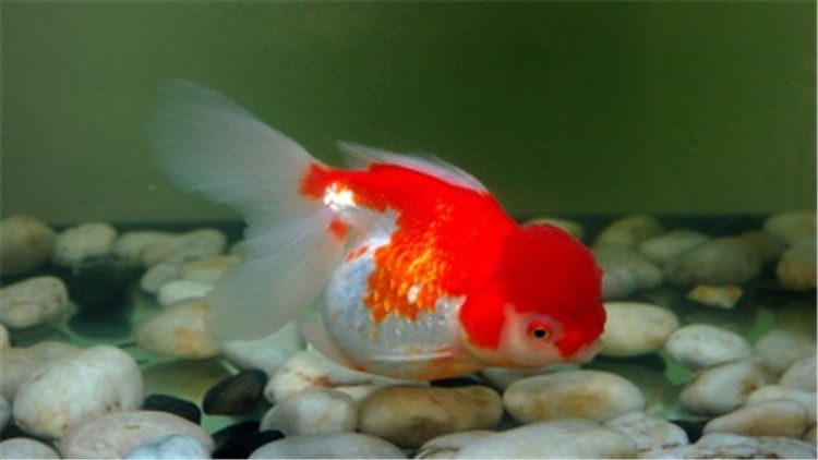 養魚先養水 家養金魚養水的5個因素 淘寶海外 養魚先養水 家養金魚養水的5個因素 淘寶海外