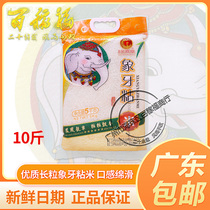 Golden Phoenix Ivory Sticky Rice 5KG Long Grain Long Grain Rice New Rice 10 Catty Rice Guangxi Rice Rice Pot rice Cantonese