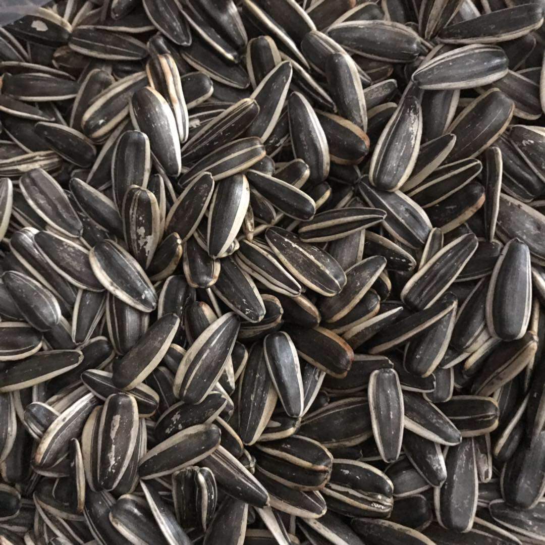 Sunflower seed melon seeds original taste melon bulk 5 jaggi original flavor fried cooked