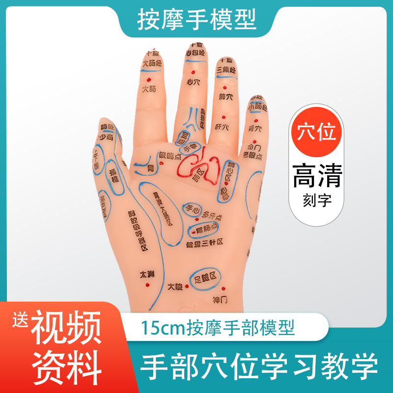 Traditional Chinese Medicine Learning Hand Acupoint Model Massage Acupuncture Pushback Reflex Zone Teaching Hand Chart Ultra Clear Acupoint Model 