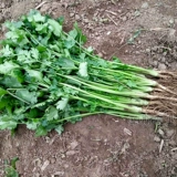 Саженцы семян кориандра Шандунг Сики Кориандр горшечный горшок с горшками пустой канал CAI CAI CAI CAI CAI CAI CAI CAI CAI CAI CAI CAI GAOYAO