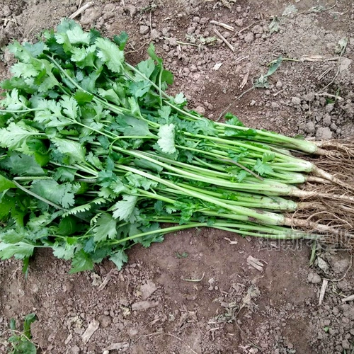 Саженцы семян кориандра Шандунг Сики Кориандр горшечный горшок с горшками пустой канал CAI CAI CAI CAI CAI CAI CAI CAI CAI CAI CAI CAI GAOYAO