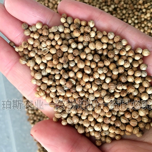 Саженцы семян кориандра Шандунг Сики Кориандр горшечный горшок с горшками пустой канал CAI CAI CAI CAI CAI CAI CAI CAI CAI CAI CAI CAI GAOYAO