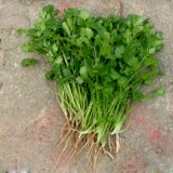 Саженцы семян кориандра Шандунг Сики Кориандр горшечный горшок с горшками пустой канал CAI CAI CAI CAI CAI CAI CAI CAI CAI CAI CAI CAI GAOYAO