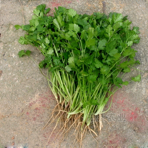 Саженцы семян кориандра Шандунг Сики Кориандр горшечный горшок с горшками пустой канал CAI CAI CAI CAI CAI CAI CAI CAI CAI CAI CAI CAI GAOYAO